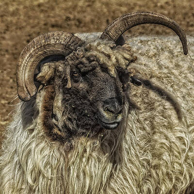 Churro Ram by David W Schafer Churro Ram by David W Schafer