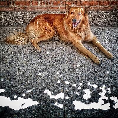 Wall Art - Photograph - Chuvak
#dog #animal #pet #portrait by Rafa Rivas
