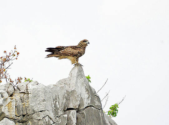 Clifftop Lookout by Claudio Bacinello Clifftop Lookout by Claudio Bacinello
