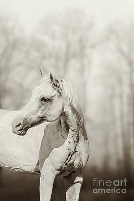 Wall Art - Photograph - Close up portrait of lone white horse by Dimitar Hristov