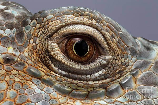 https://render.fineartamerica.com/images/images-profile-flow/400/images/artworkimages/mediumlarge/1/closeup-eye-of-green-iguana-sergey-taran.jpg