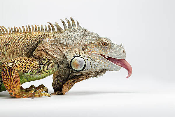 https://render.fineartamerica.com/images/images-profile-flow/400/images/artworkimages/mediumlarge/1/closeup-green-iguana-showing-tongue-on-white-sergey-taran.jpg