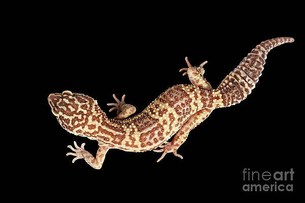 Wall Art - Photograph - Closeup Leopard Gecko Eublepharis macularius Isolated on Black Background by Sergei Taran