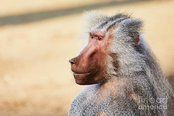 Closeup portrait of a male Baboon by Nick Biemans Closeup portrait of a male Baboon by Nick Biemans