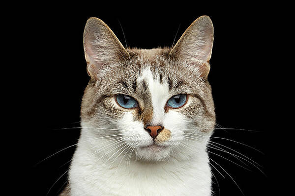 https://render.fineartamerica.com/images/images-profile-flow/400/images/artworkimages/mediumlarge/1/closeup-portrait-of-face-white-cat-blue-eyes-isolated-black-background-sergey-taran.jpg