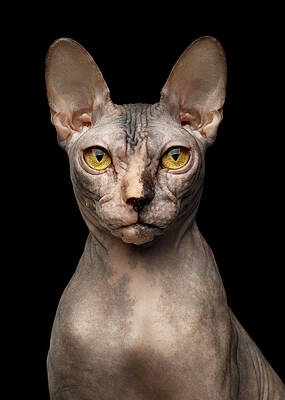 Wall Art - Photograph - Closeup Portrait of Grumpy Sphynx Cat, Front view, Black Isolate by Sergei Taran