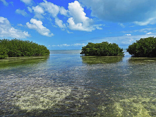 Wall Art - Photograph - Clouds Over the Mangroves in Key West 2 by Bob Slitzan