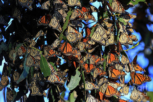 Wall Art - Photograph - Clustered by Craig Corwin
