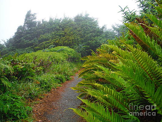 Coastal Ferns Of Oregon by Paddy Shaffer Coastal Ferns Of Oregon by Paddy Shaffer