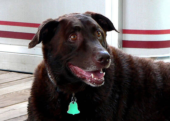Wall Art - Photograph - Coco Wooten by Kathy K McClellan