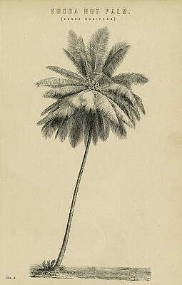 Coconut Tree Drawings Fine Art America