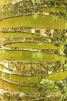 Wall Art - Photograph - Coconut Palm Bark 1 by Brandon Tabiolo - Printscapes