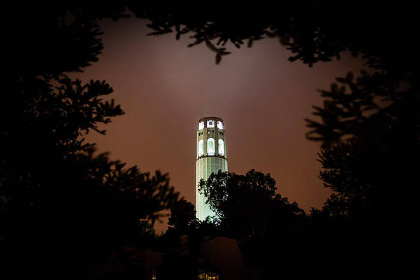 Wall Art - Photograph - Coit Tower Through the Trees by Daniel Murphy