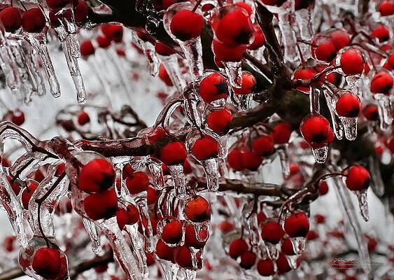 Cold Berries by John McDonald