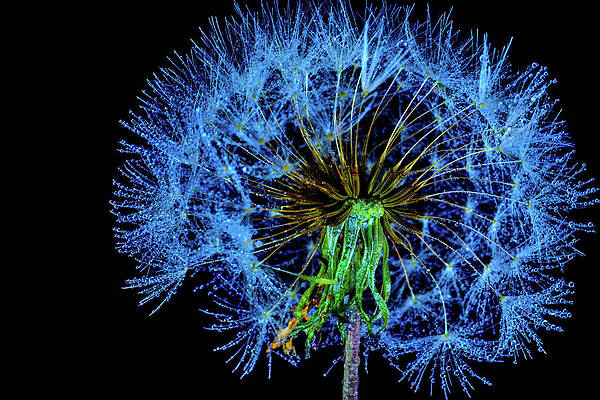 Cold Blue Abstract Dandelion Seed head  with dew by Jeff Jarrett