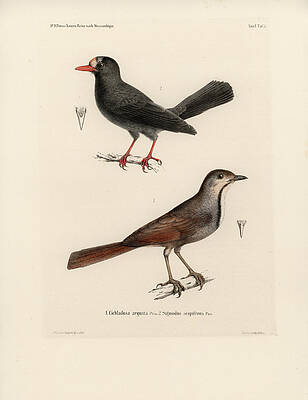 Wall Art - Drawing - Collared Palm Thrush and Chestnut-fronted Helmetshrike by J D L Franz Wagner