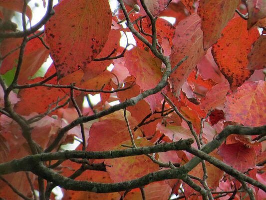 Wall Art - Photograph - Color Of The Season by Aaron Martens