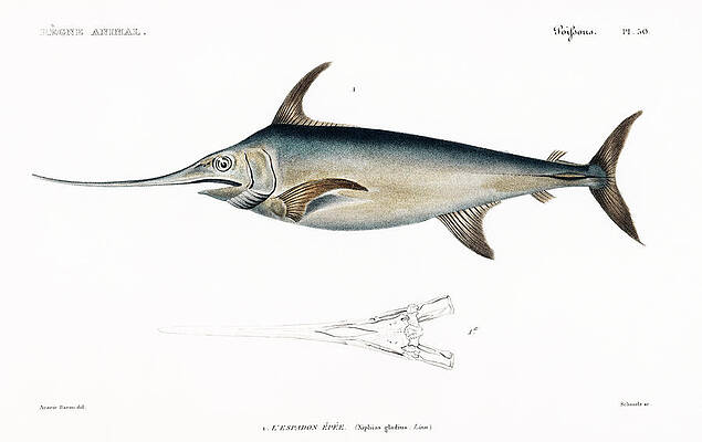 Swordfish Drawings Fine Art America