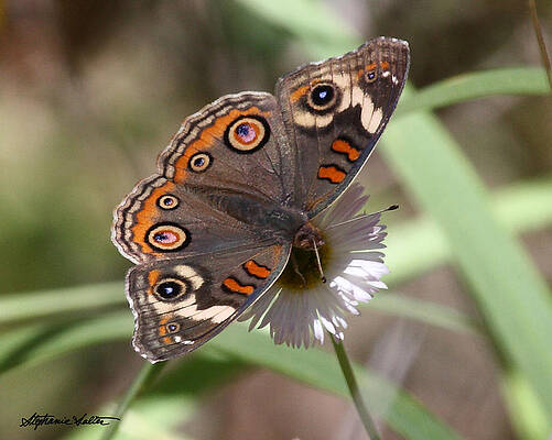 Common Buckeye by Stephanie Salter Common Buckeye by Stephanie Salter