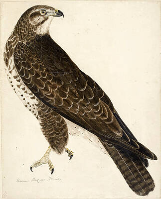 Common Buzzard, Female Print by Prideaux John Selby