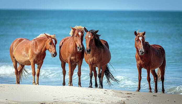 Corolla Horses VIII by Glenn Woodell Corolla Horses VIII by Glenn Woodell
