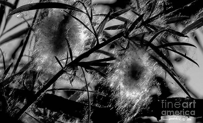 Cottonwood seeds by Jonathan Fine Cottonwood seeds by Jonathan Fine