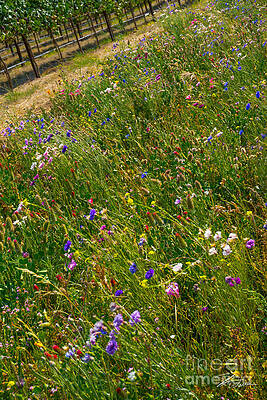 Wall Art - Photograph - Country Wildflowers I   by Shari Warren