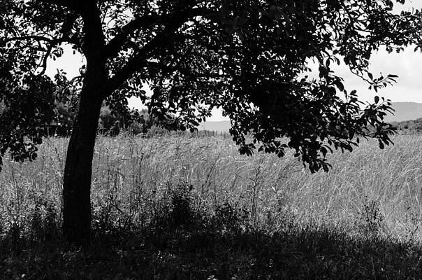 Natural Photograph - Countryside Of Italy BnW by AM FineArtPrints