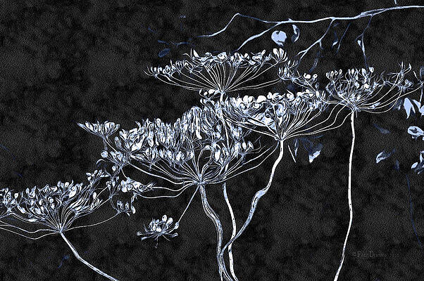 Wall Art - Photograph - Cow Parsnip by Fred Denner