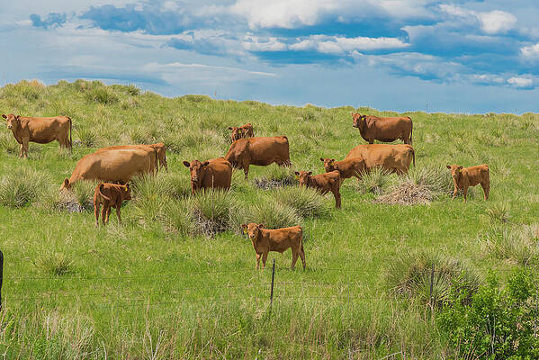 Cows In Field 1 by Tom Potter Cows In Field 1 by Tom Potter