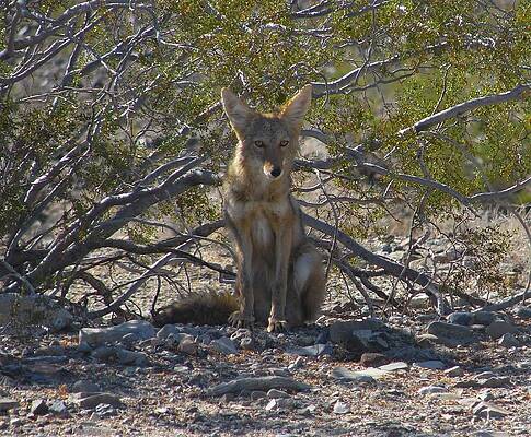 Wall Art - Photograph - Coyote 3 by Carl Moore