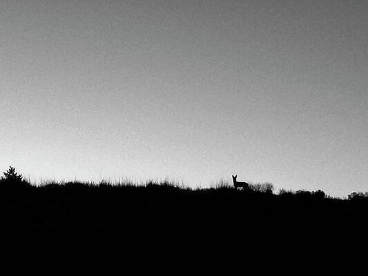 Wall Art featuring the photograph Coyote At Sunrise by Mary Lee Dereske