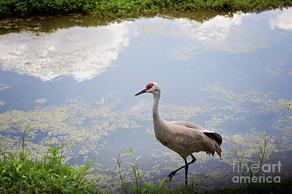 Crane Reflections by Jennifer Ungs