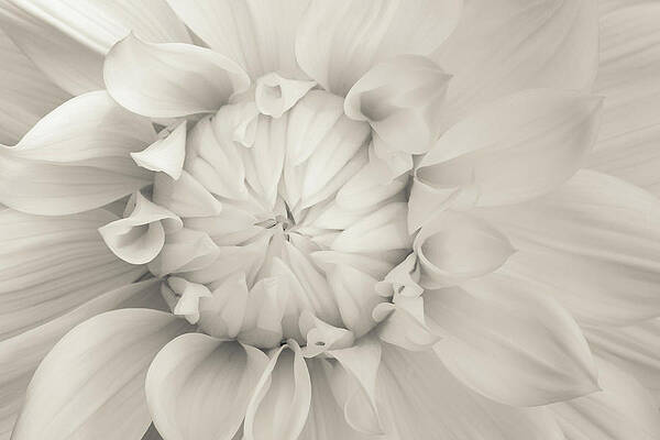 Cream Chrysanthemum by Lucid Mood Cream Chrysanthemum by Lucid Mood