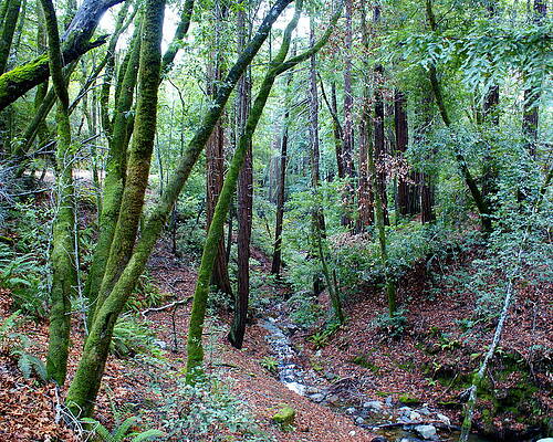 Wall Art - Photograph - Creek on Mt Tamalpais 3 by Ben Upham III
