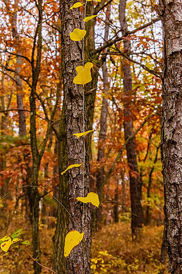 Wall Art - Photograph - Creeper in a forest by SAURAVphoto Online Store