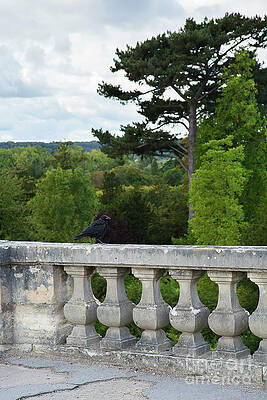 Crow in the Garden of Versailles by Danielle Masucci