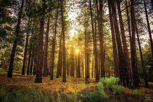 Wall Art - Photograph - Cunrise in canadian forest  by Miroslav Liska