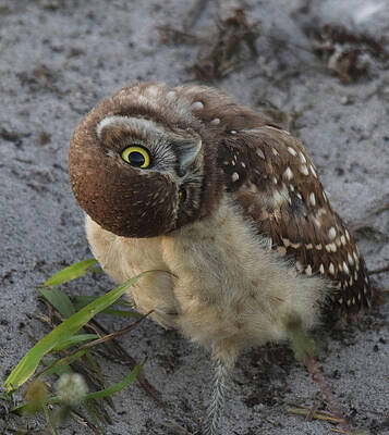 Curious Chick by Jim Bennight Curious Chick by Jim Bennight
