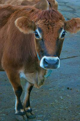 Wall Art - Photograph - Curious Cow by Polly Castor