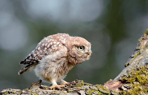 Wall Art - Photograph - Cute Little Owlet by Roeselien Raimond