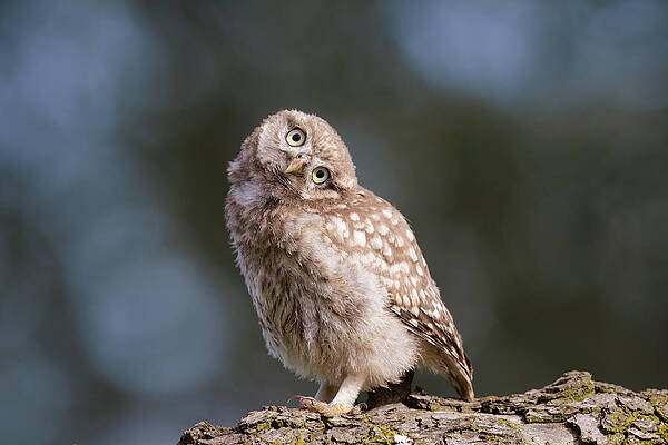 Wall Art - Photograph - Cute, moi? - Baby Little Owl by Roeselien Raimond