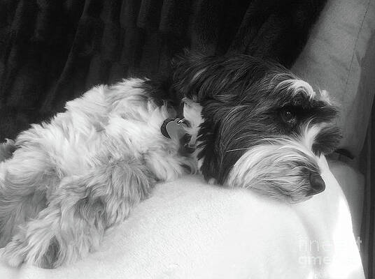 Cute Tibetan terrier resting on a sofa by Simon Bratt Photography LRPS Cute Tibetan terrier resting on a sofa by Simon Bratt Photography LRPS