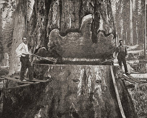 Wall Art - Drawing - Cutting Down A Giant California Redwood by Vintage Design Pics