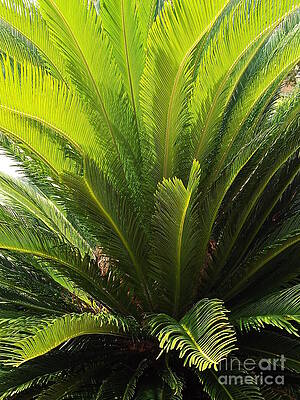 Cycad Brilliance by K Joy Brown Cycad Brilliance by K Joy Brown