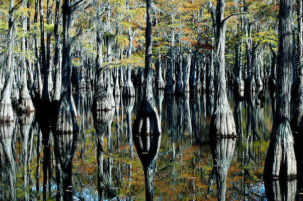 Cypress Reflections by David Weeks Cypress Reflections by David Weeks