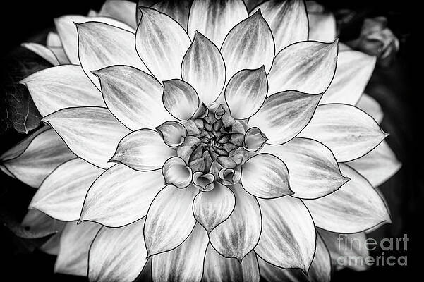 Wall Art - Photograph - Dahlia Oriental Dream Monochrome by Tim Gainey