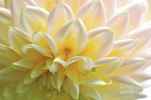 Wall Art - Photograph - Dahlia Patterns by Kaye Menner by Kaye Menner