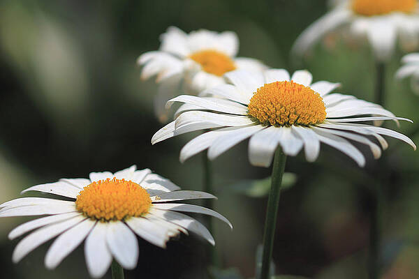 Wall Art - Photograph - Daisies in a Garden by Angela Murdock