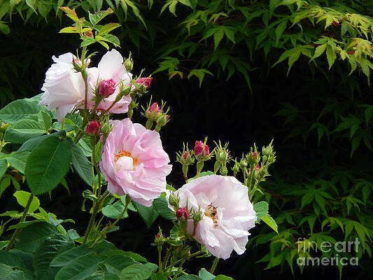 Rose buds (Rosa damascena)